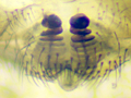 Microlinyphia pusilla